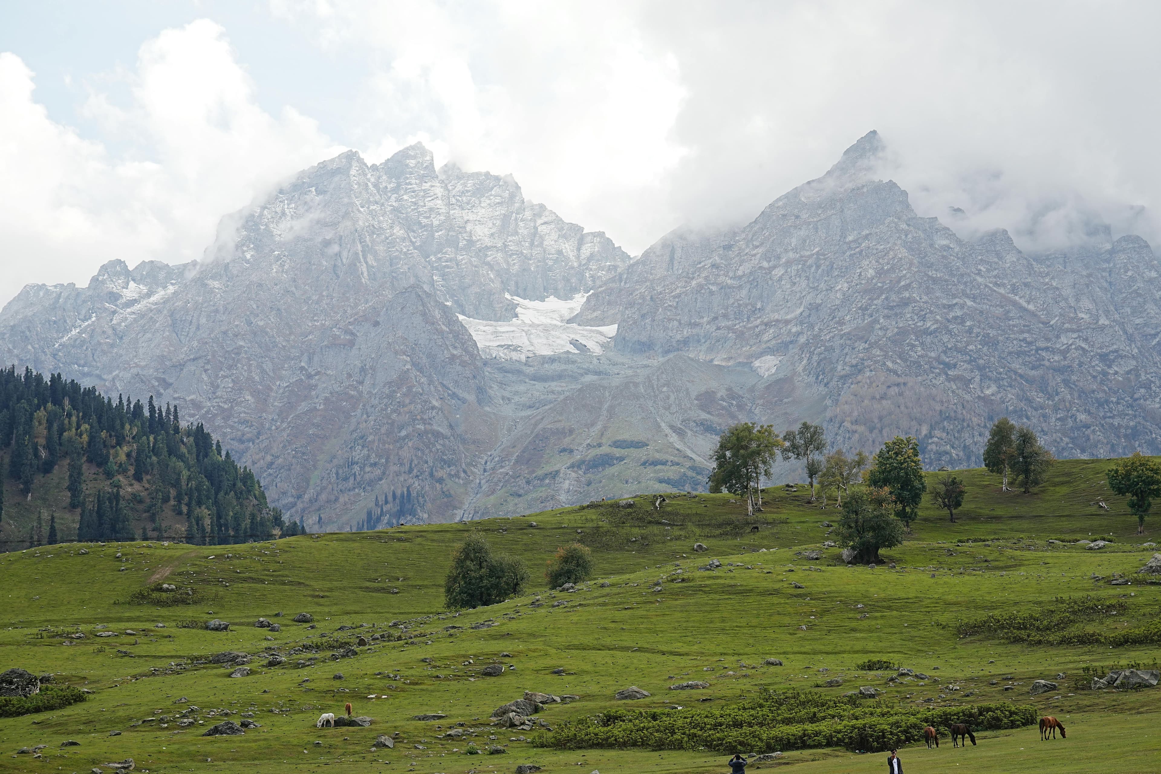 Forest landscape in Punjab